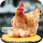 母鸡护蛋模拟器手机版